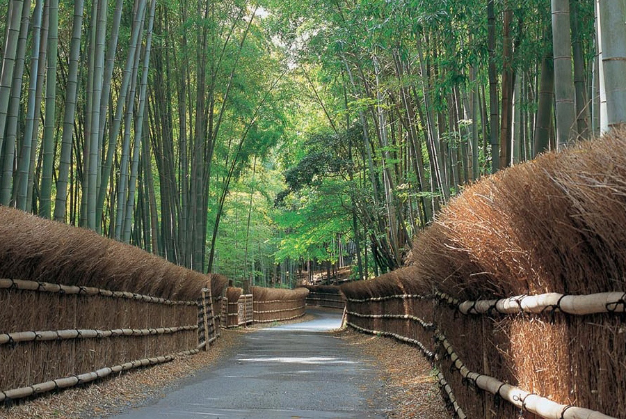定番大人気 竹の徑（20個入り） ：京都府向日市