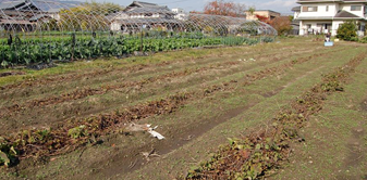 井ノ内観光いも掘り