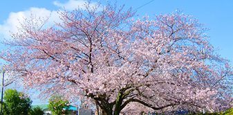 長岡宮大極殿・小安殿跡