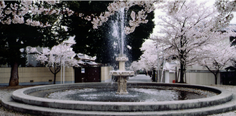 桜の径